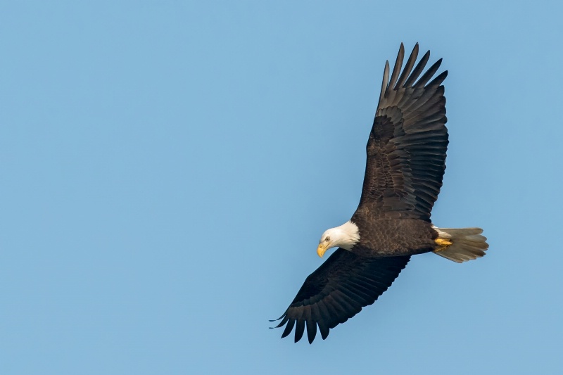 Eagle14-2012 - ID: 13600663 © Bob Miller