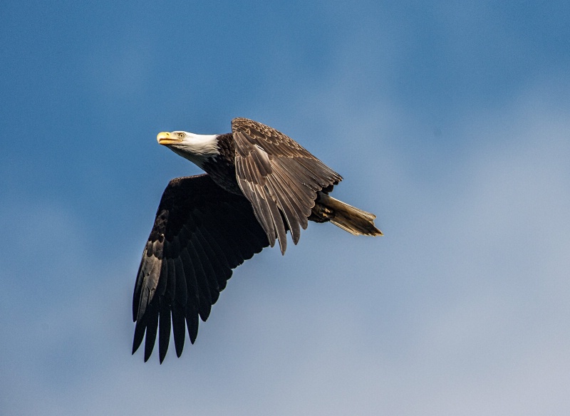 Eagle9-2012 - ID: 13600681 © Bob Miller