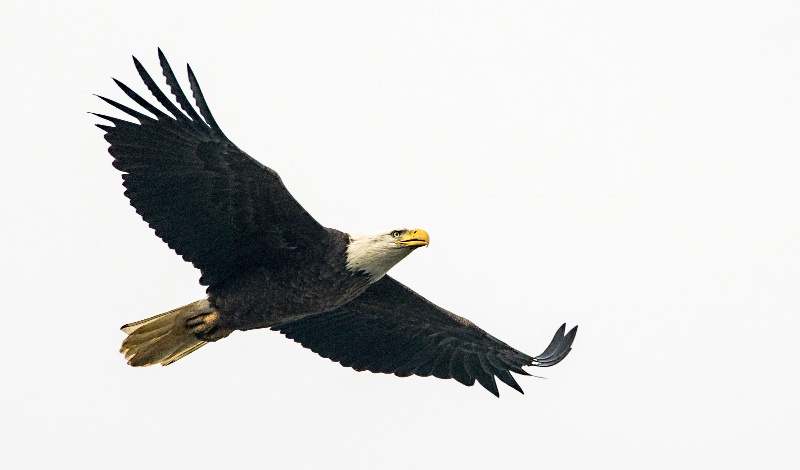 Eagle2-2012 - ID: 13600690 © Bob Miller