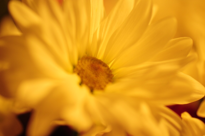 Daisy1