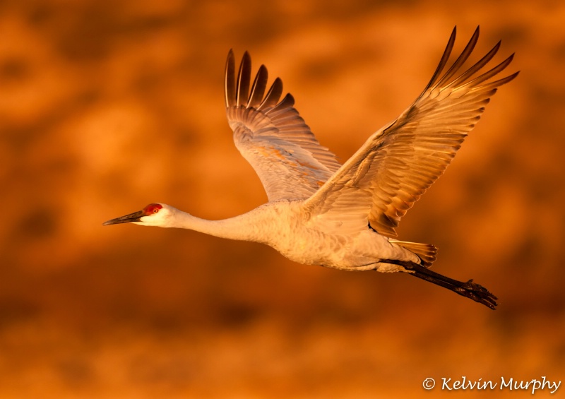 Sandhill Crane