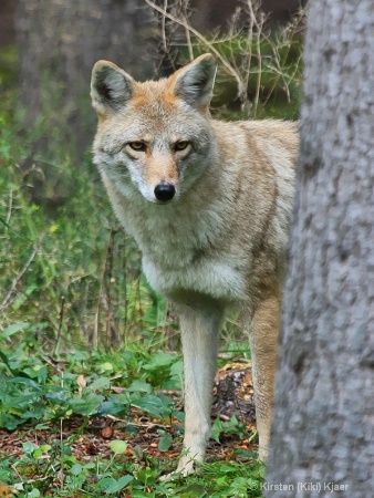 On The Lookout