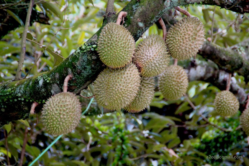 DURIan