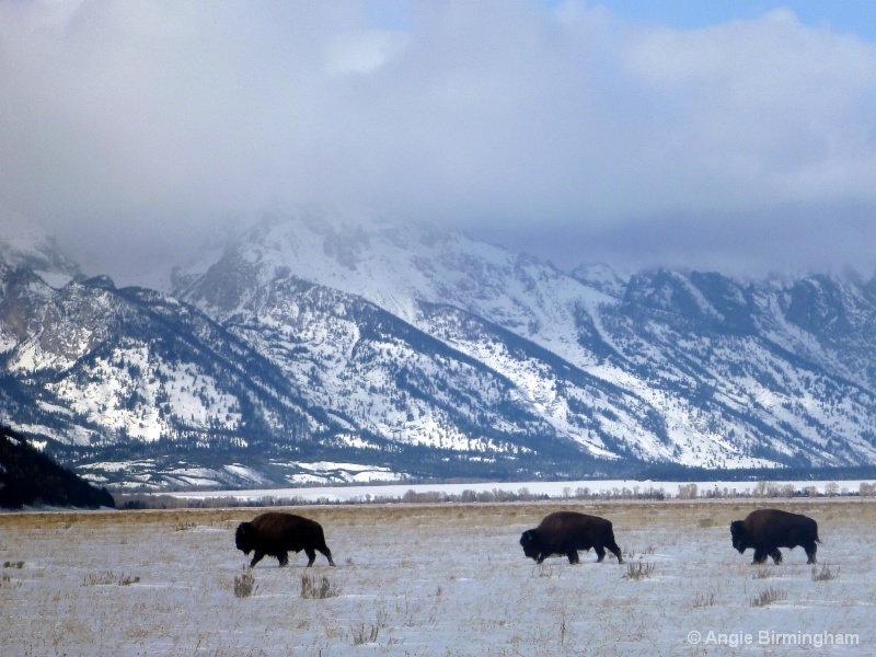 Where the Buffalos roam