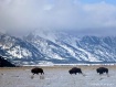 Where the Buffalo...