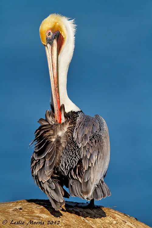 American Brown Pelican - ID: 13602415 © Leslie J. Morris