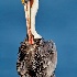 © Leslie J. Morris PhotoID # 13602415: American Brown Pelican