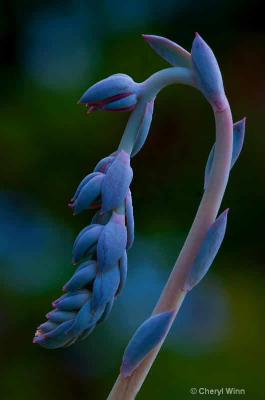 Succulent Flower