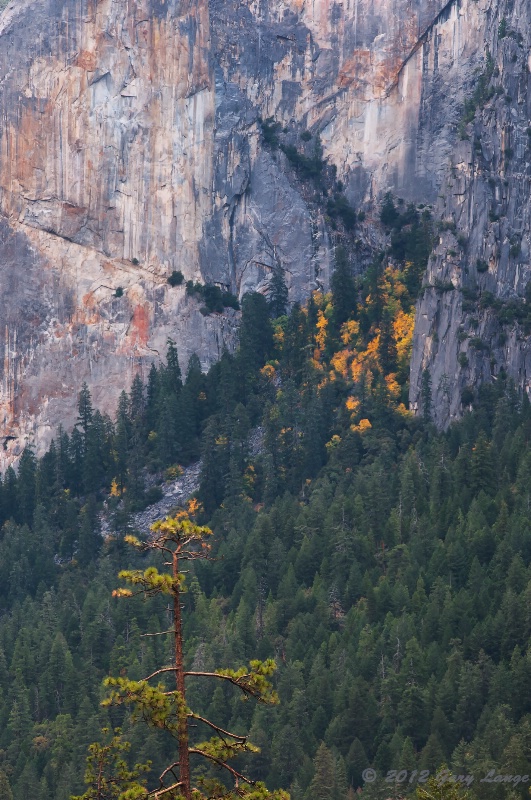 Trees in perspective