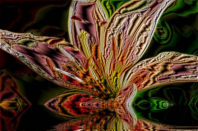 Lily  Reflection