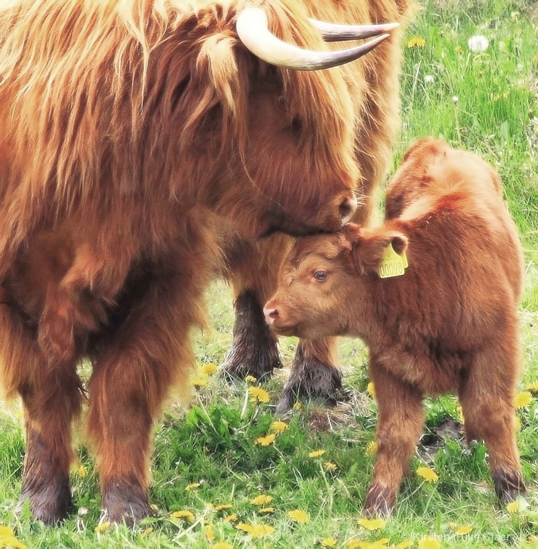 A Little Tenderness