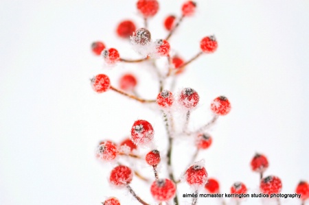 berries & snow