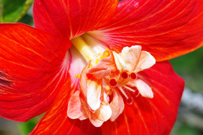 2mgp9421- Hawaian Hibiscus 