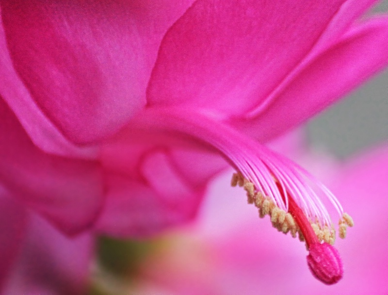 Pink Christmas Cactus