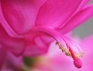 Pink Christmas Ca...