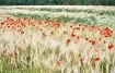 Poppies in the Fi...