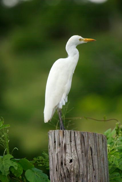 Egret on a Stump