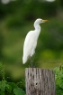 Egret on a Stump