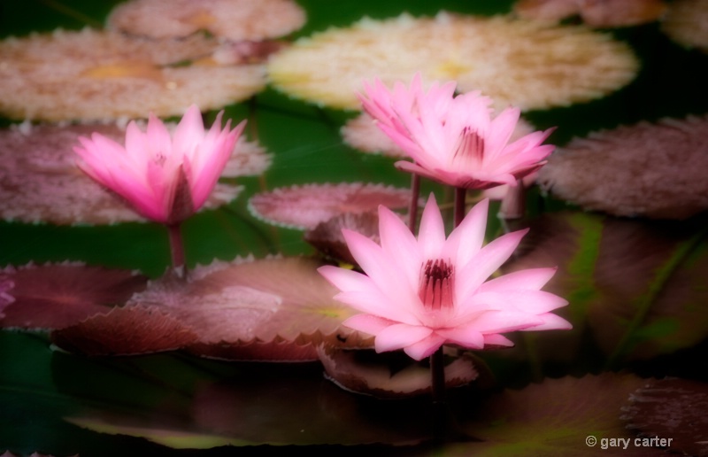 lillys in pond