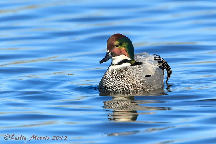 Lost Falcated Duck - Should be in China - ID: 13604745 © Leslie J. Morris