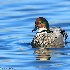 © Leslie J. Morris PhotoID # 13604745: Lost Falcated Duck - Should be in China