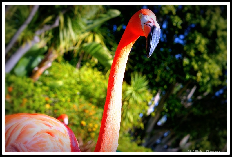 Flamingo Road