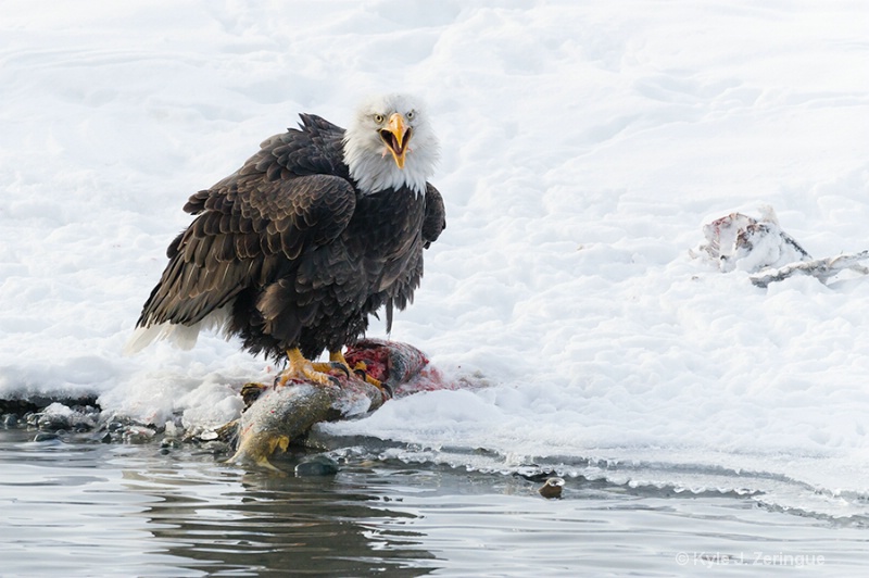 Chilkat Bald Eagle 1 - ID: 13605057 © Kyle Zeringue