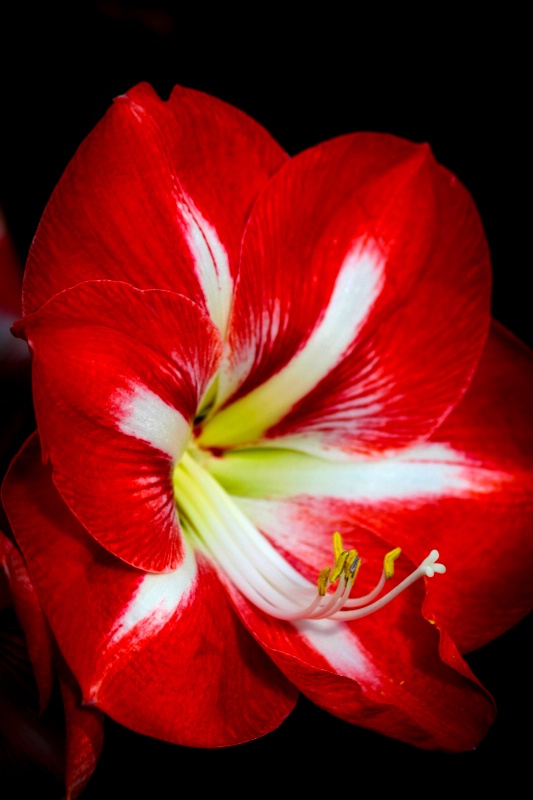 Brilliant Red Lily