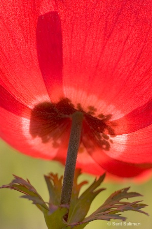 red anemone