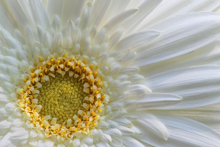 Gerber Daisy abc