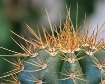 Prickly