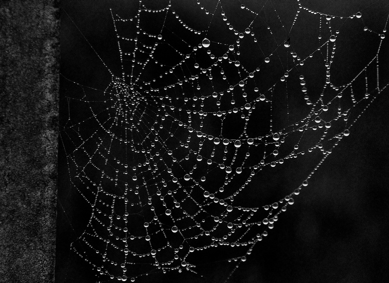 Dew in a Web 