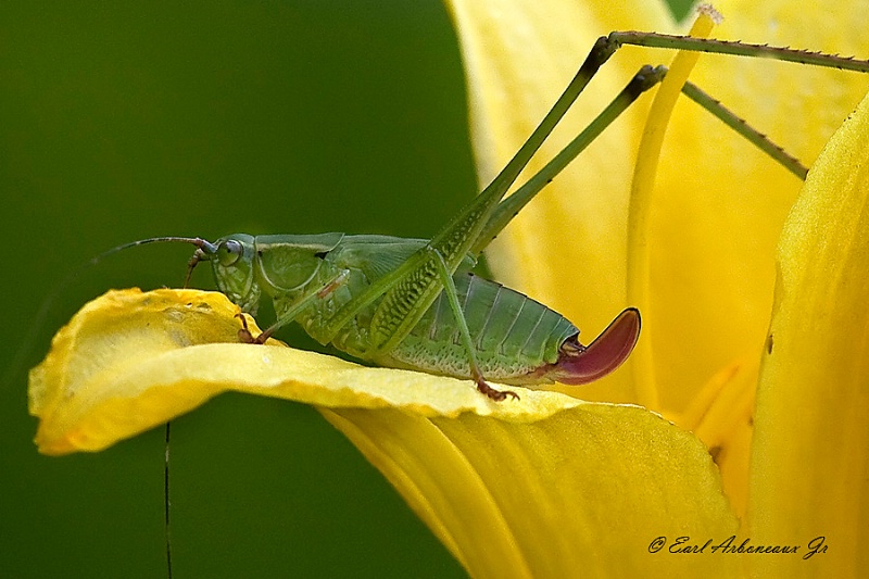 Petal Jumper