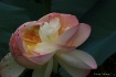 lotus flower at t...