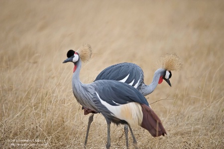 Crowned Cranes -pair