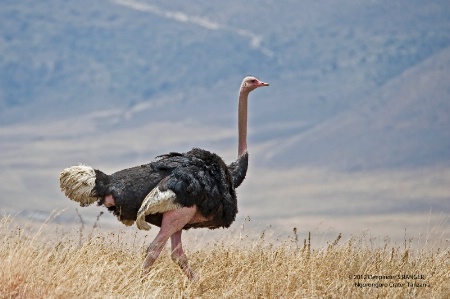 Ostrich -male
