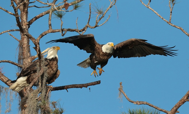 Eagle takeoff
