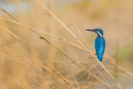 Common kingfisher