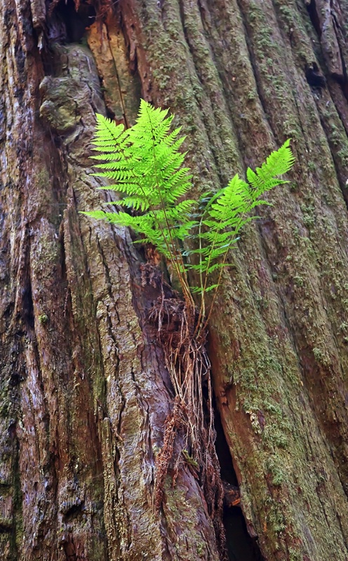 New Life on the Redwood  (Sprout III) - ID: 13606290 © Patricia A. Casey