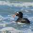 © Leslie J. Morris PhotoID # 13606891: Surf Scoter AKA Skunk-Head Coot