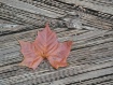Leaf on Deck