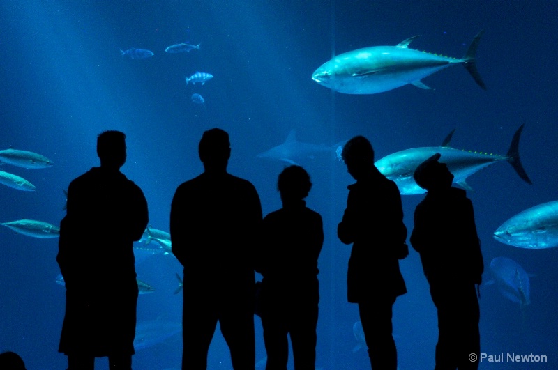 The Aquarium Visit