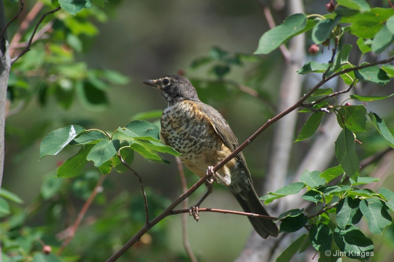 Robin (Juvenile) - ID: 13607536 © Jim Klages