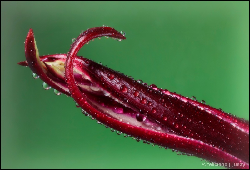 "Dew Drops on Crenium Lilly"