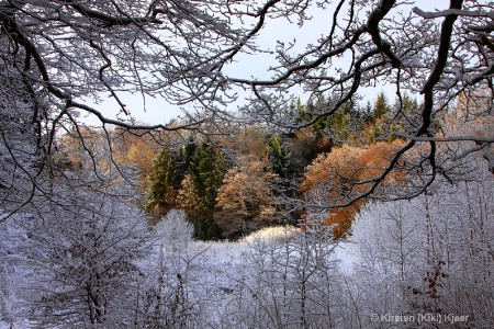 A Clearing In The Forest