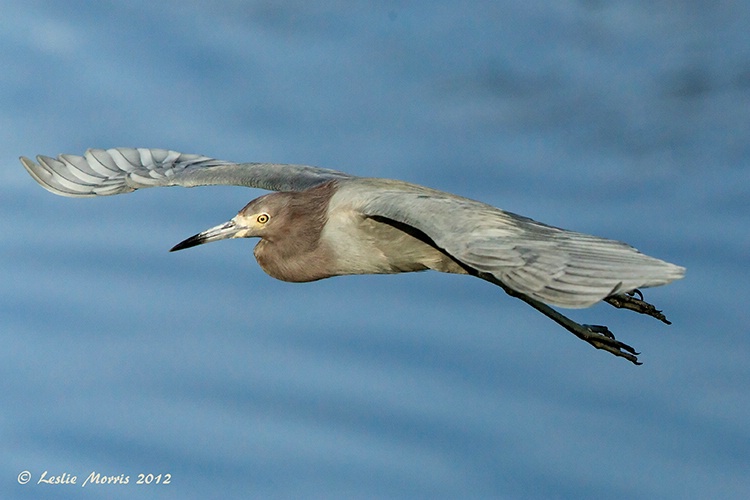 Little Blue Heron - ID: 13607770 © Leslie J. Morris