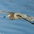 © Leslie J. Morris PhotoID # 13607770: Little Blue Heron