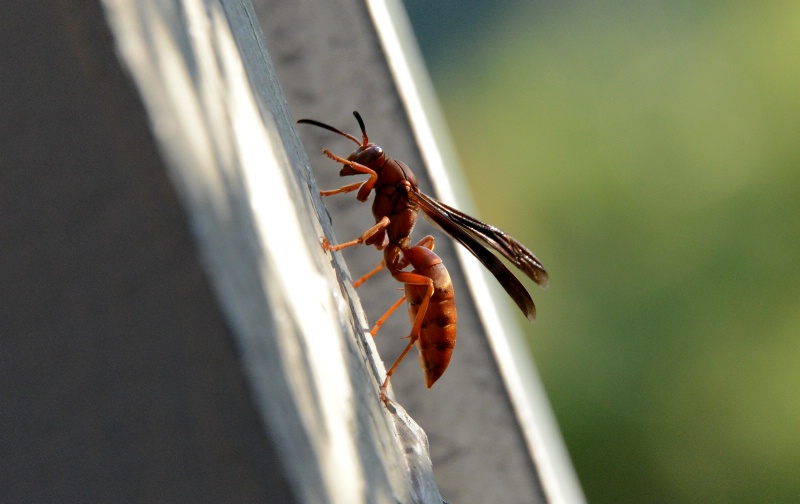 Red Wasp at Travaasa