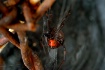 Latrodectus macta...