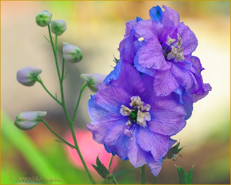 Delphinium